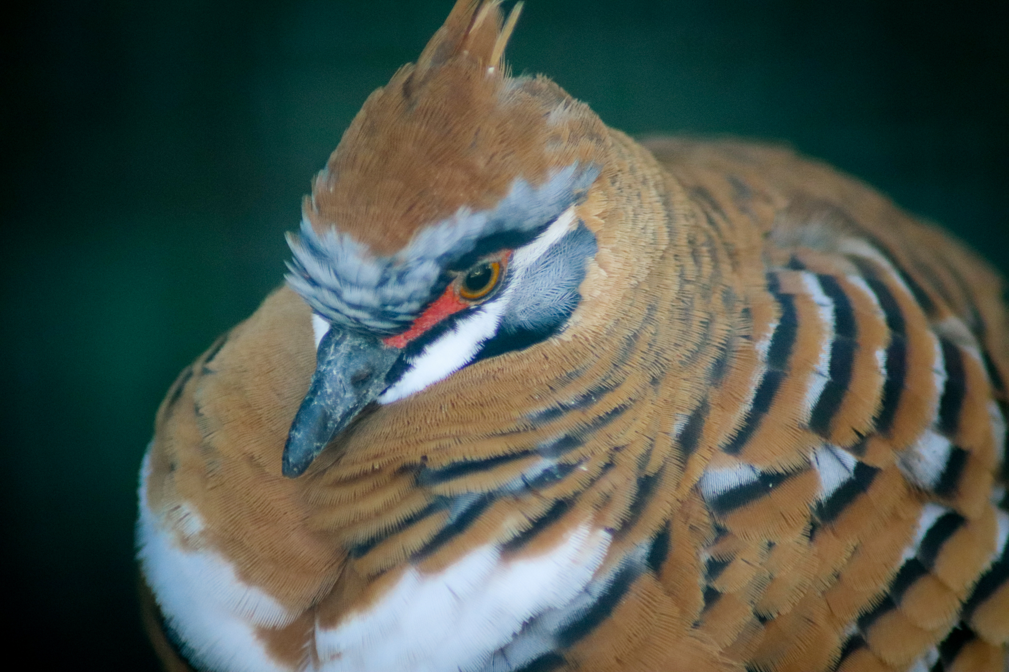 Spinifex Pigeon (Geophaps plumifera)