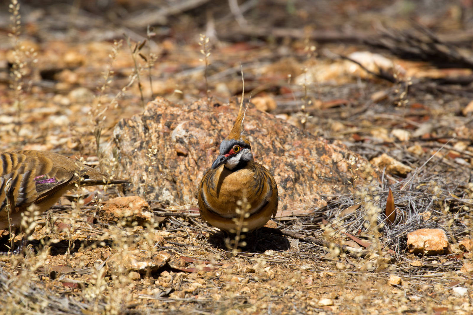 Spinifex Pigeon - wild bird