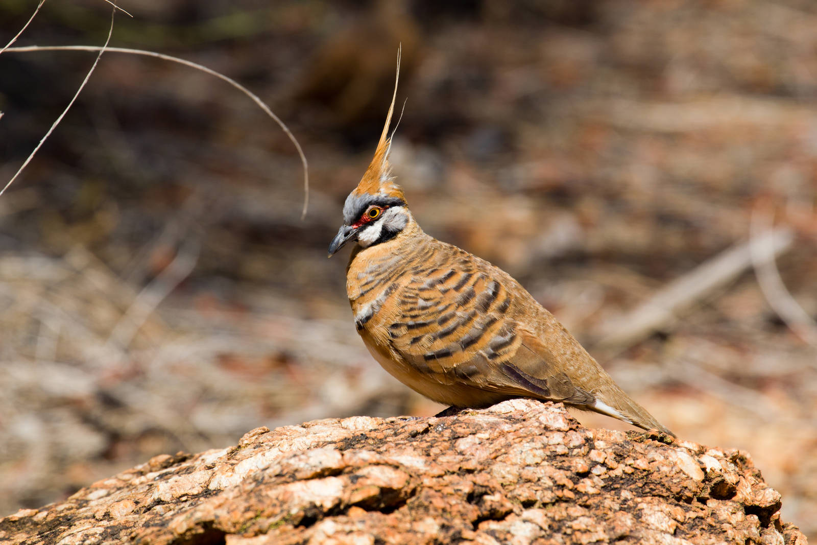 Spinifex Pigeon - wild bird
