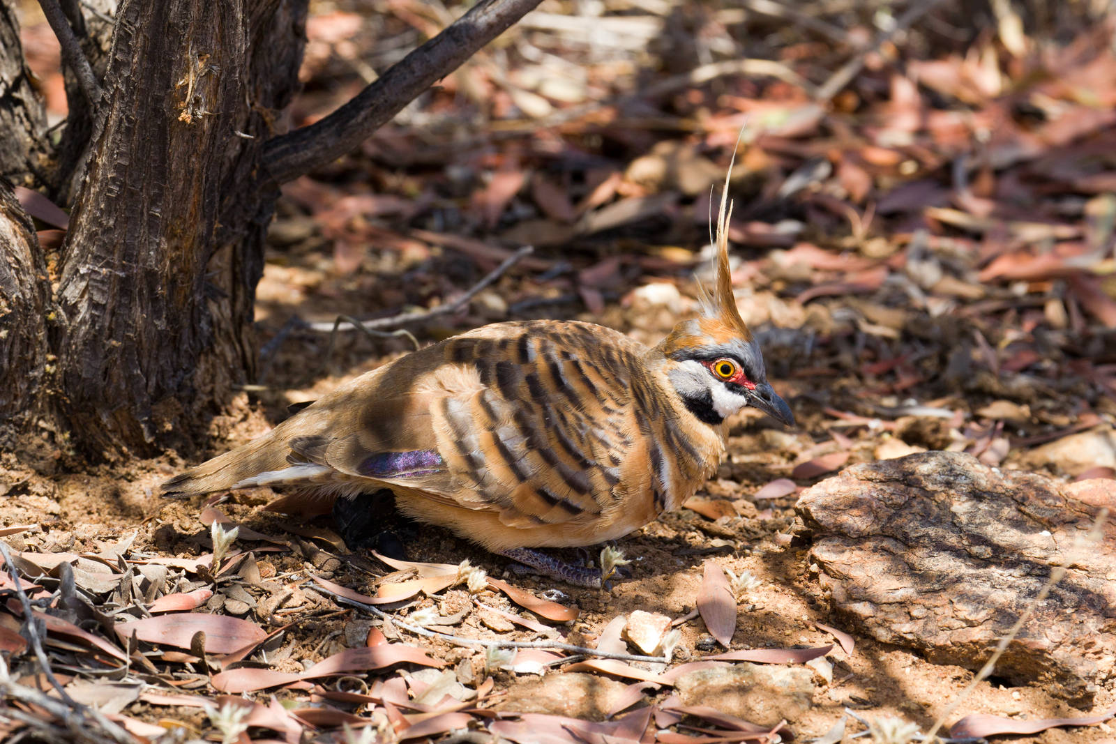 Spinifex Pigeon - wild bird