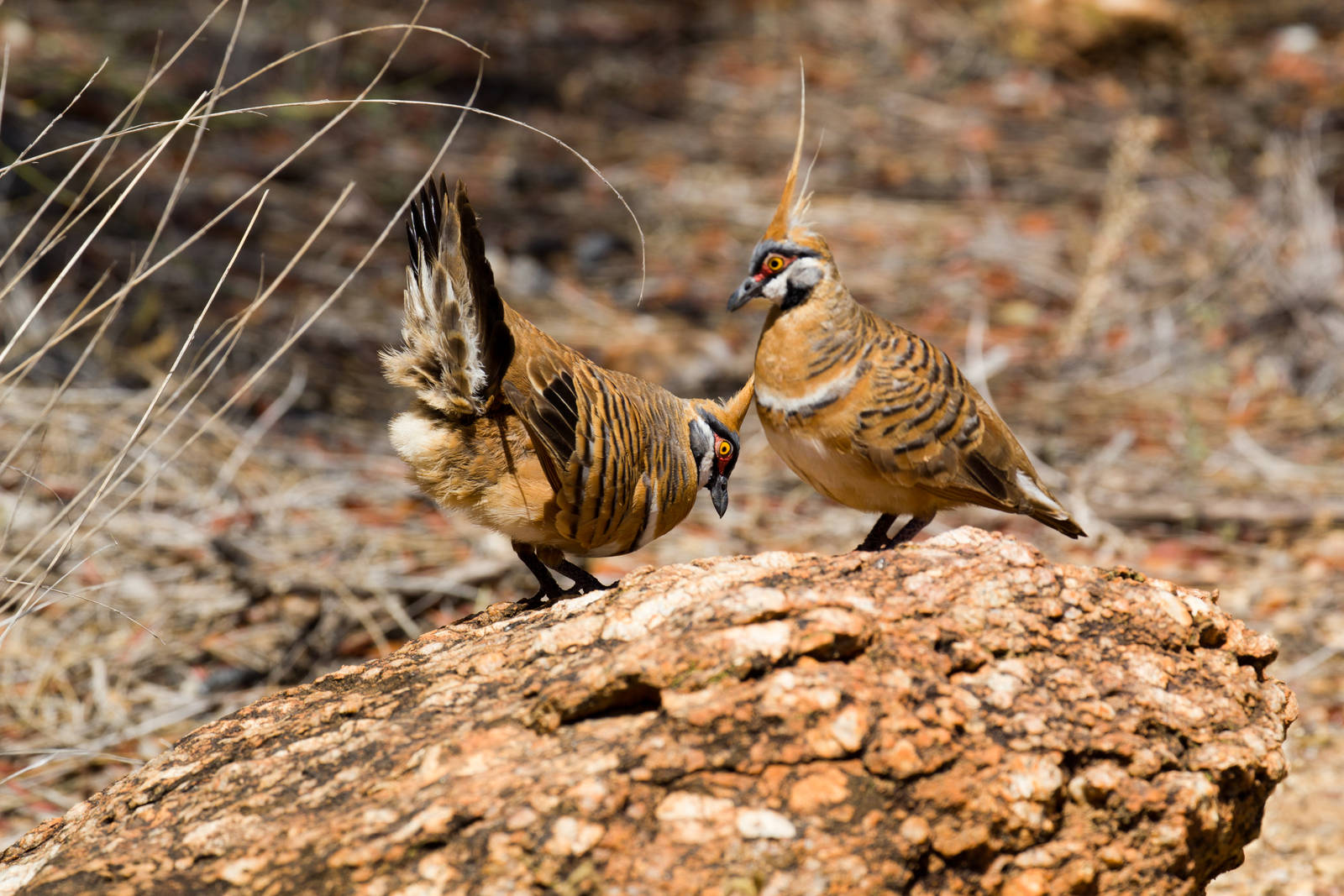 Spinifex Pigeon - wild birds