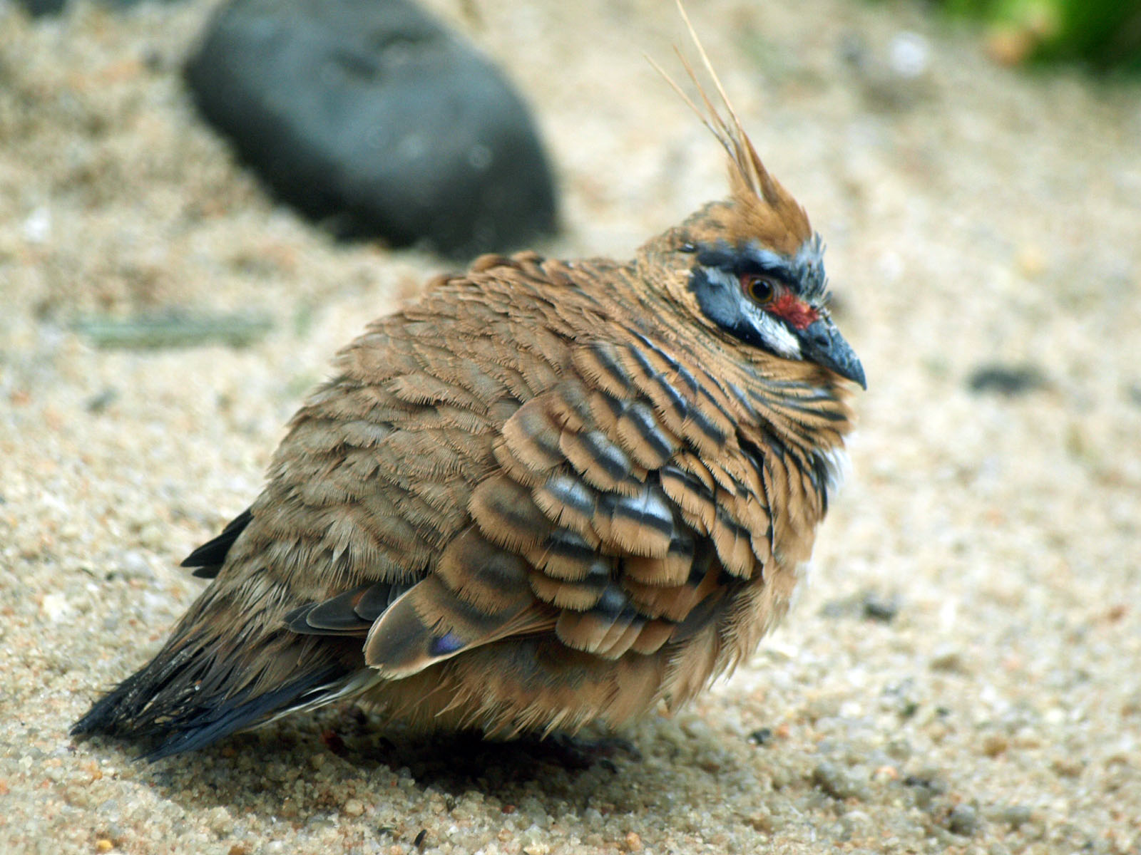 Spinifex pigeon