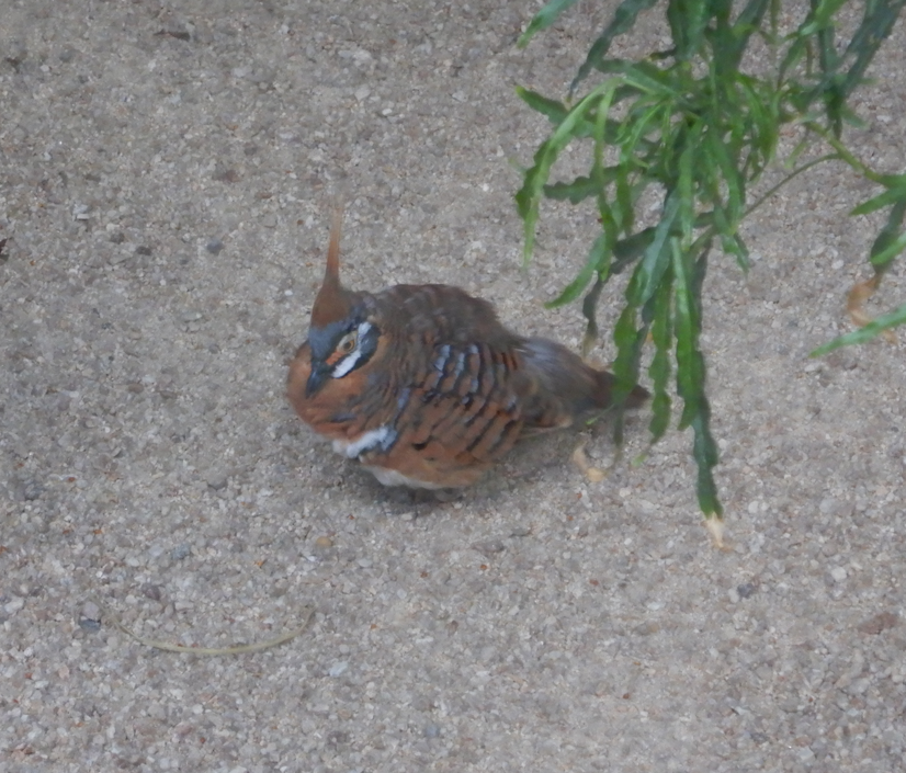 Spinifex Pigeon