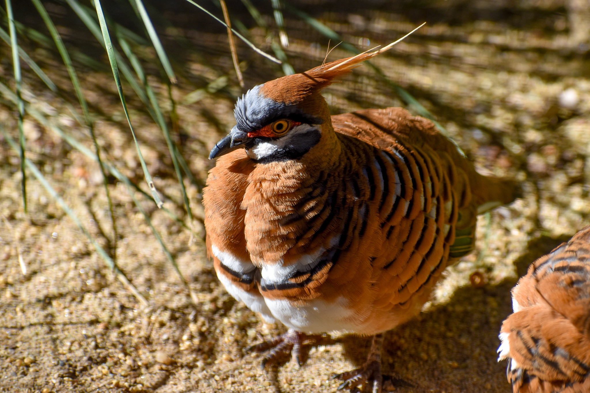 Spinifex Pigeon