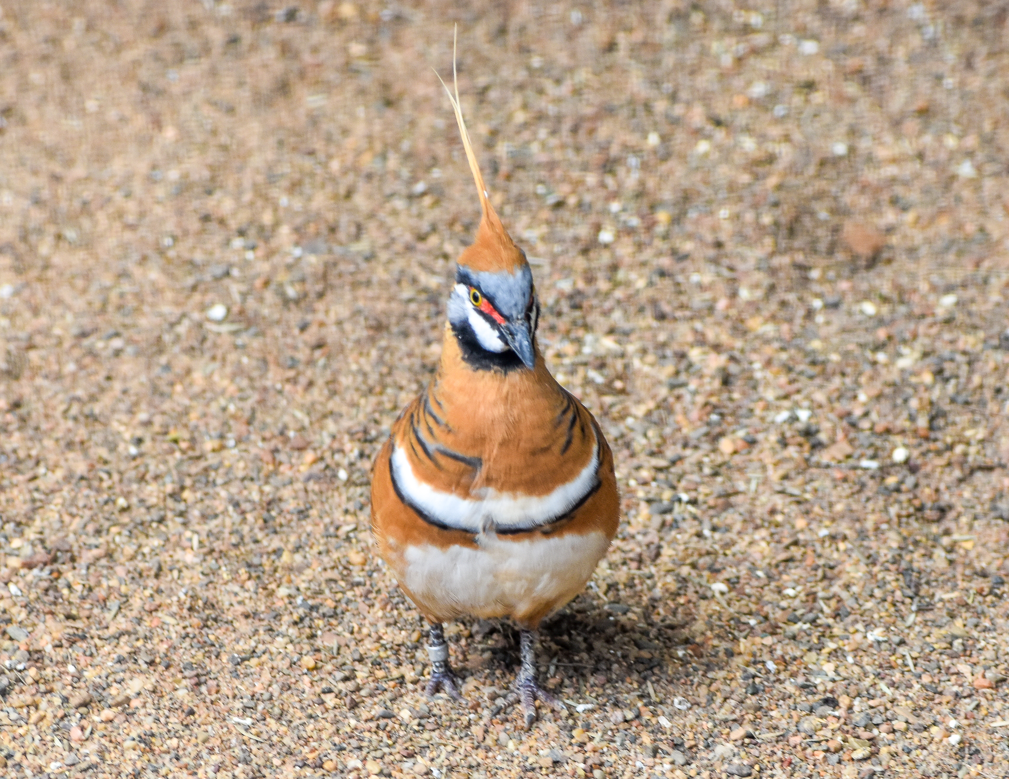 Spinifex Pigeon
