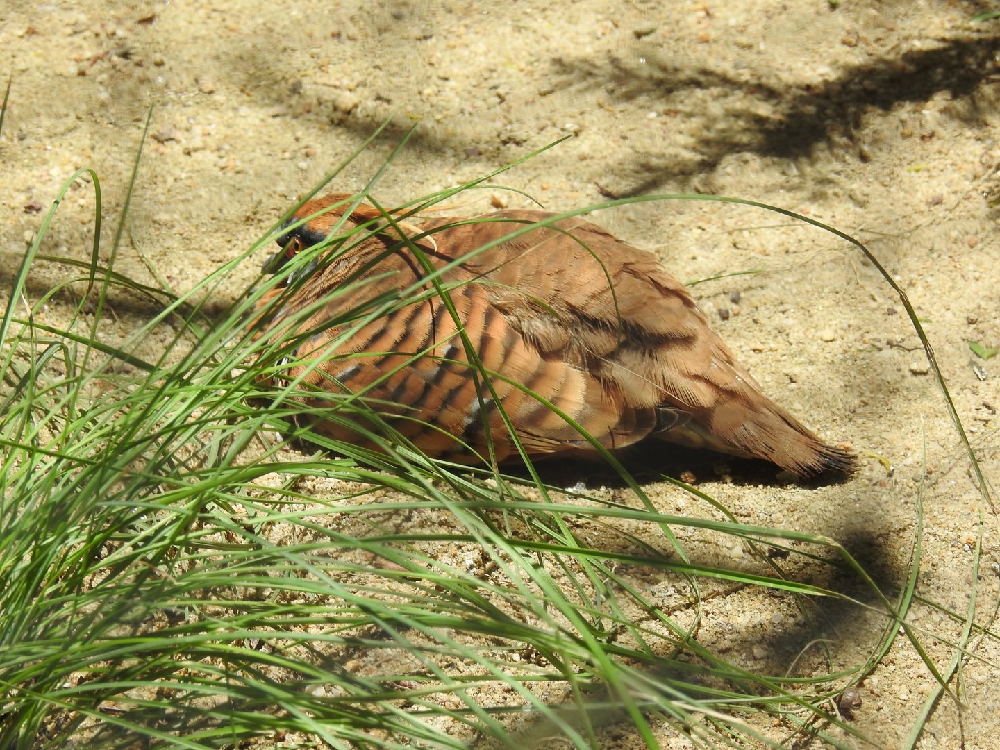 Spinifex Pigeon
