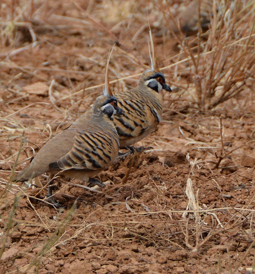 Spinifex pigeons 2