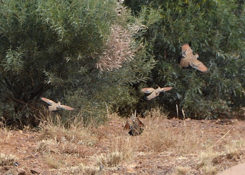 Spinifex pigeons in flight