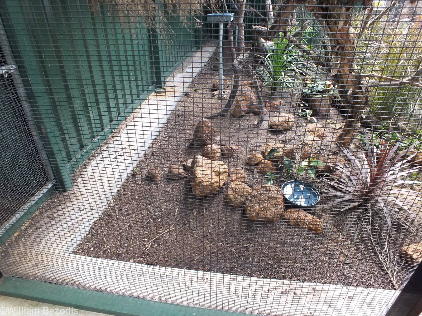 Spinifex Pigeons Looking Like Rocks - Caversham Wildlife Park