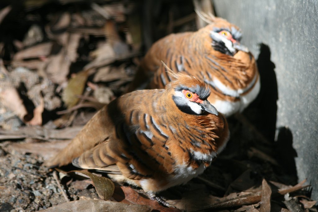 Spinifex Pigeons