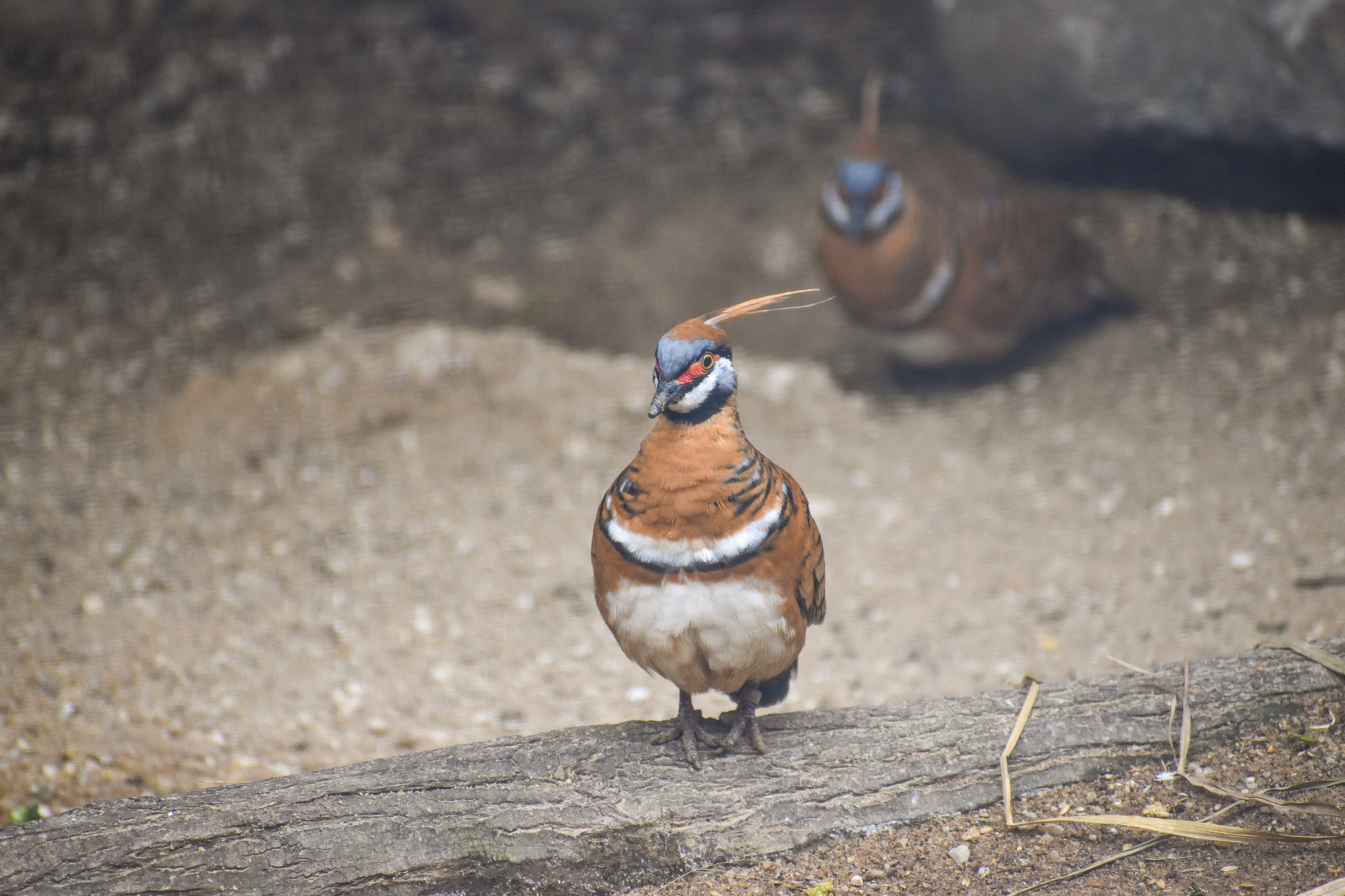 Spinifex Pigeons