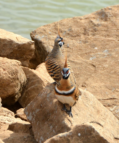 Spinifex pigeons