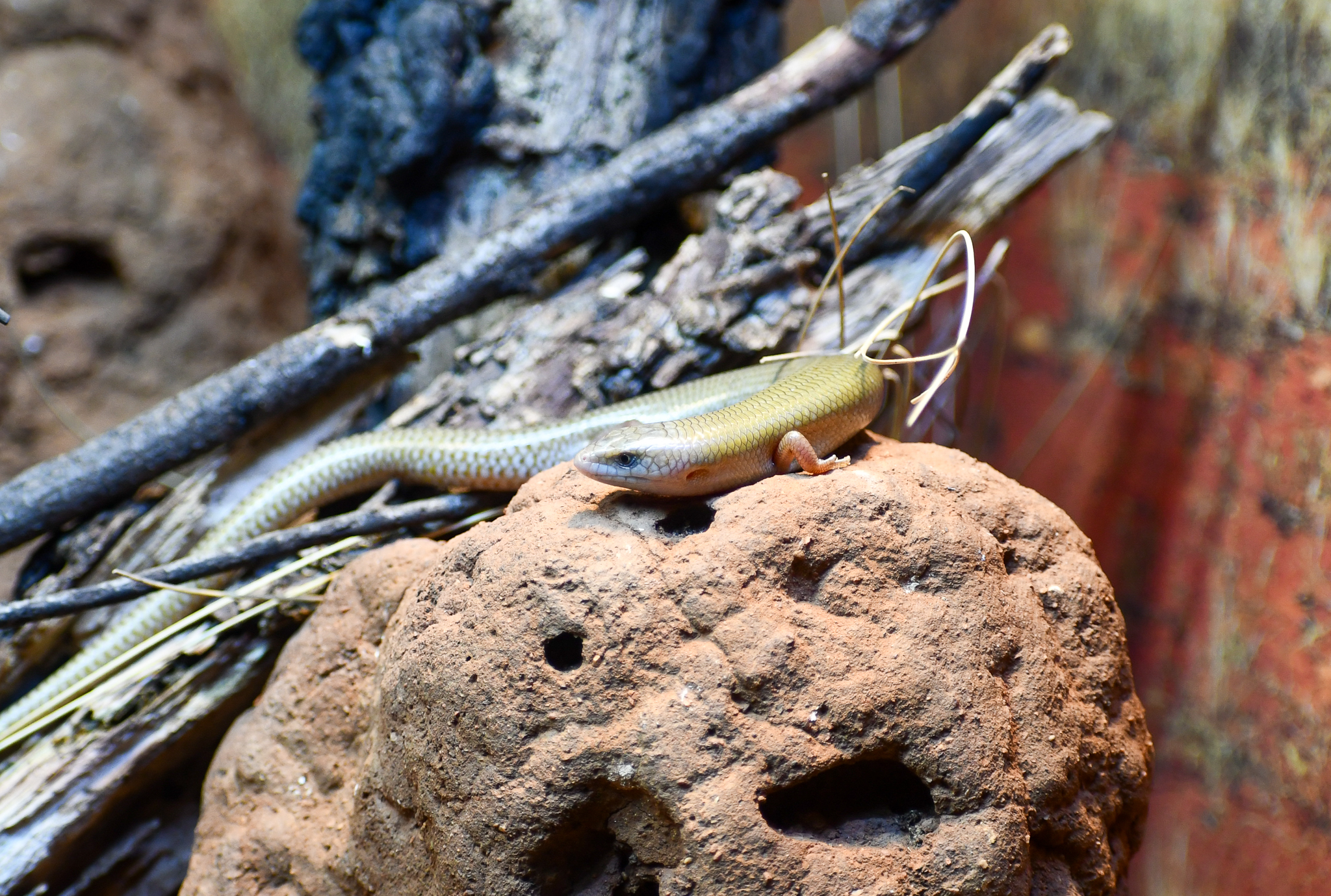 Spinifex Slender Blue-tongue