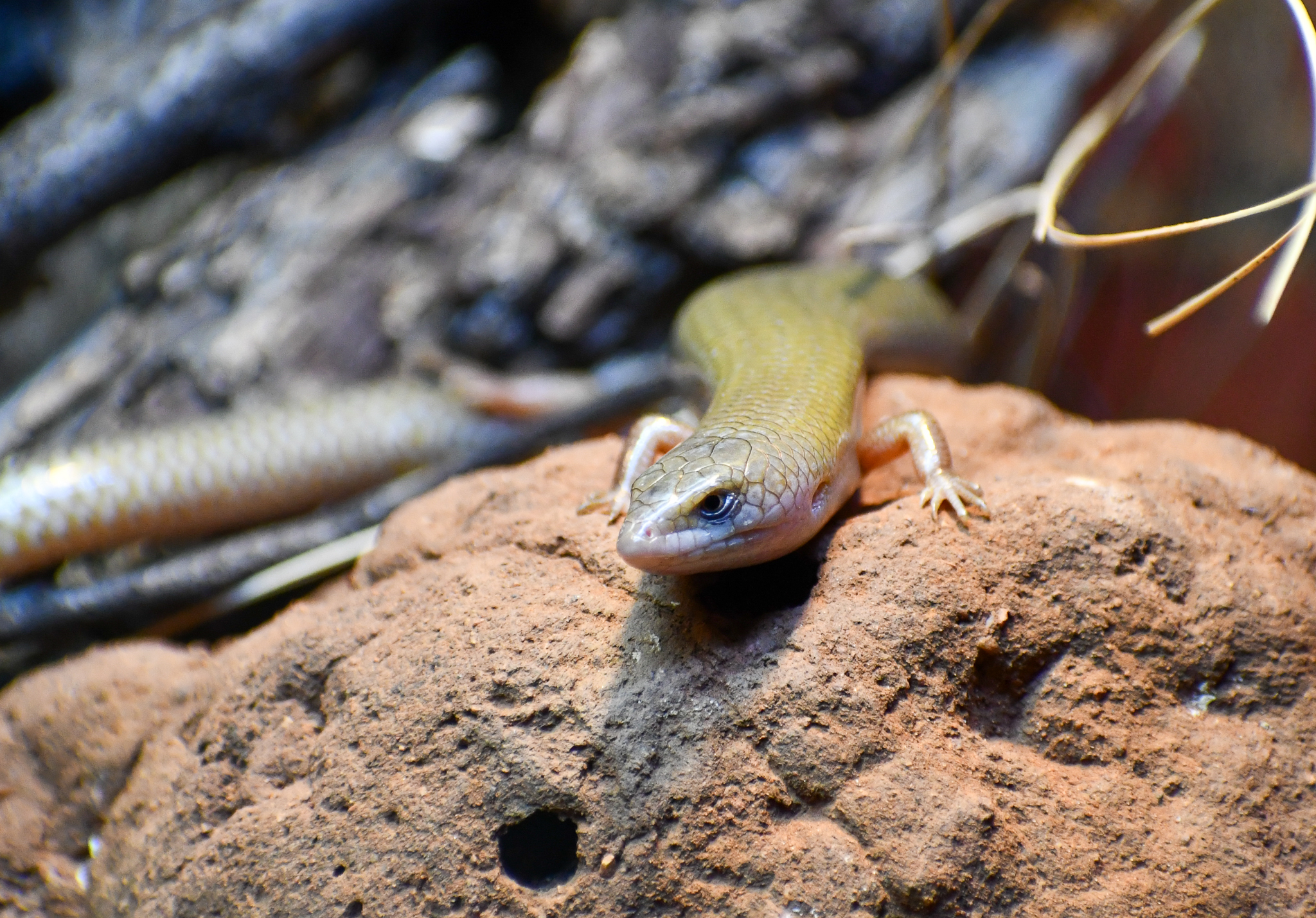 Spinifex Slender Blue-tongue