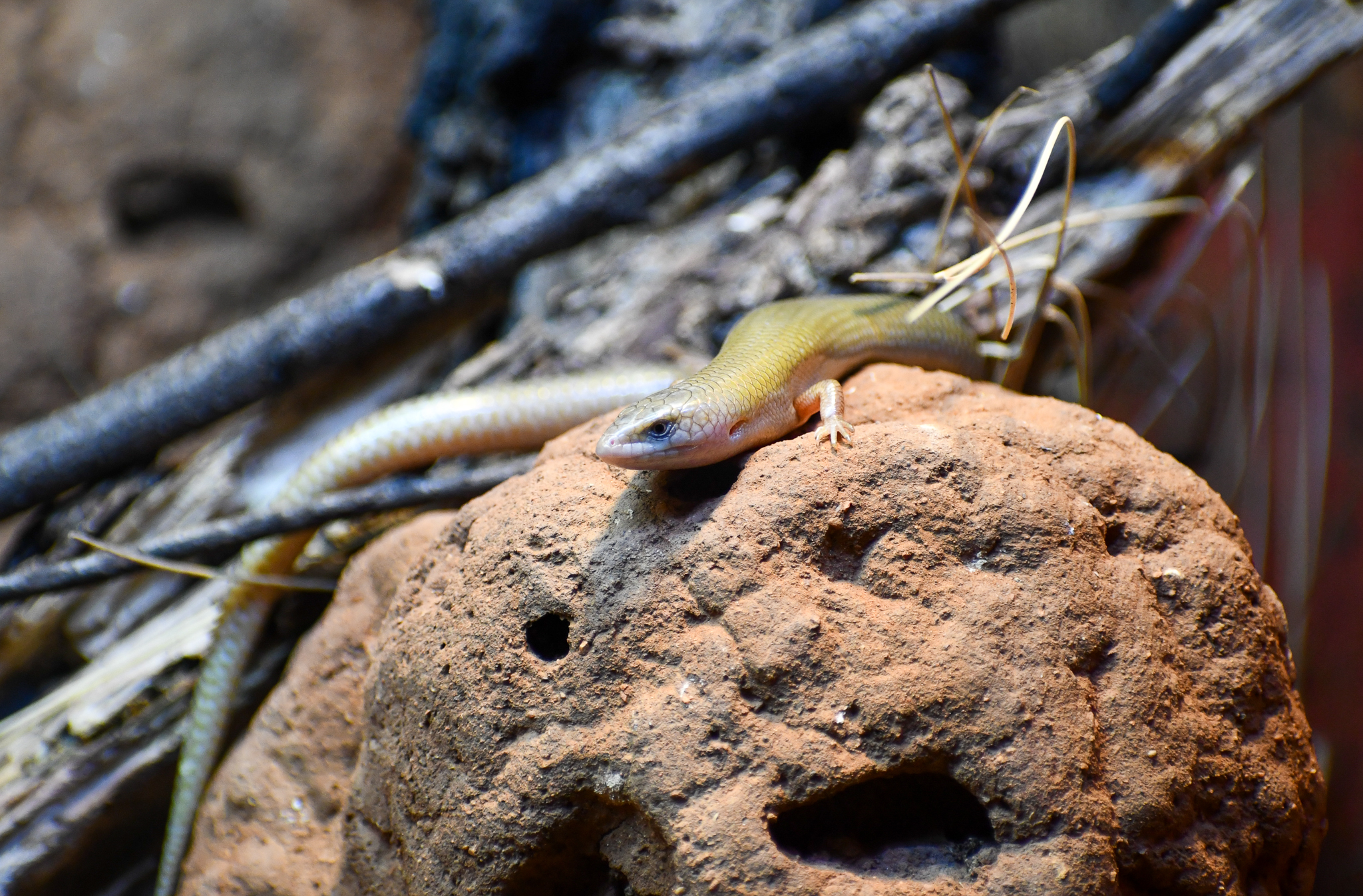 Spinifex Slender Blue-tongue