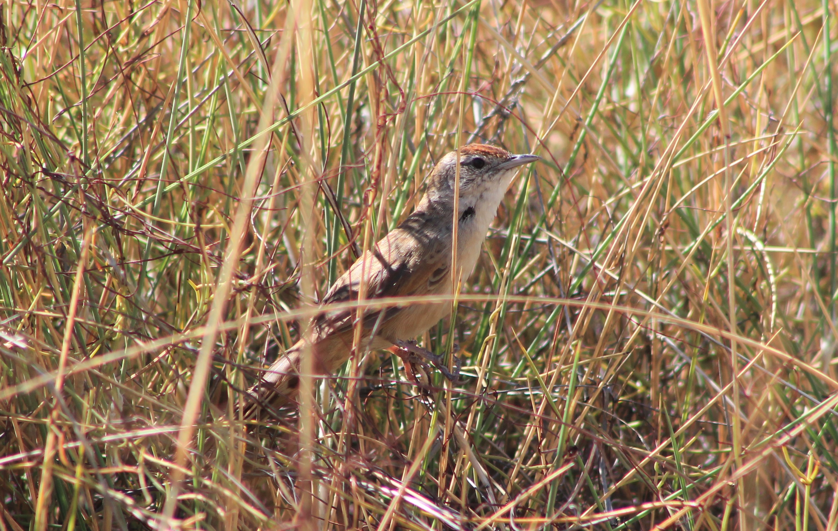 Spinifexbird (Poodytes carteri)