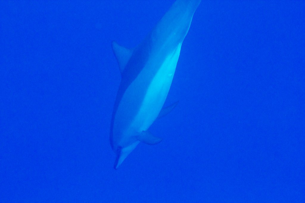 Spinner Dolphin