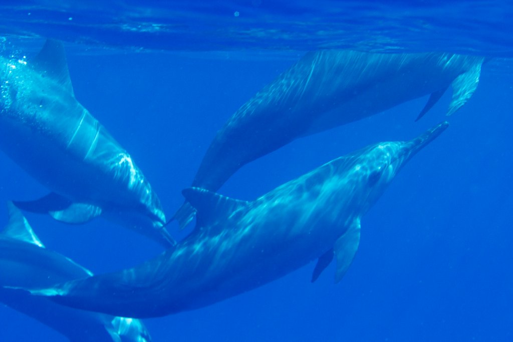 Spinner Dolphin