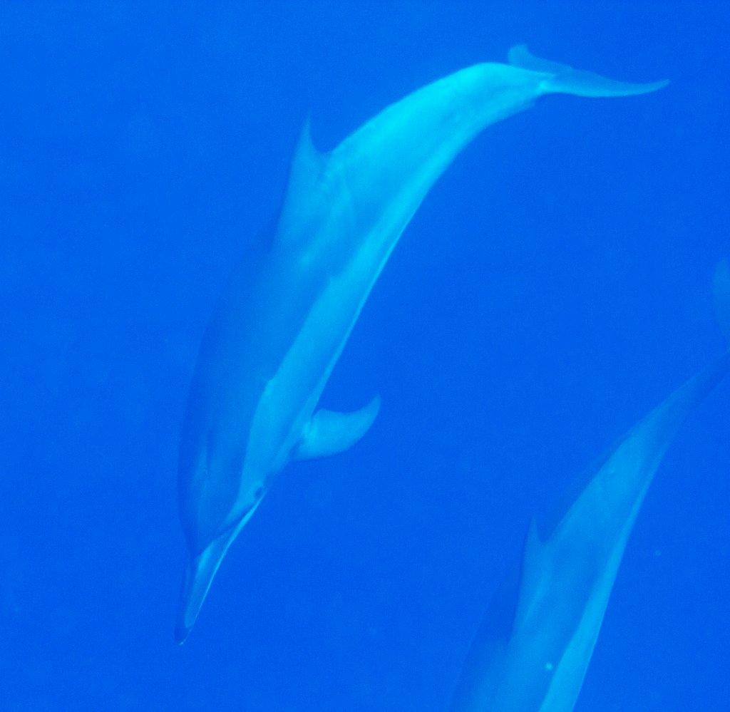Spinner Dolphin