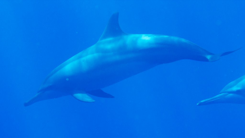 Spinner Dolphin