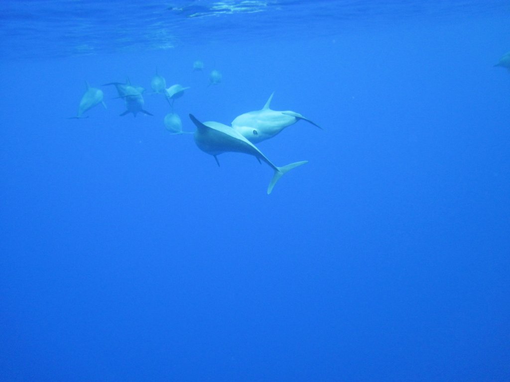 Spinner Dolphins