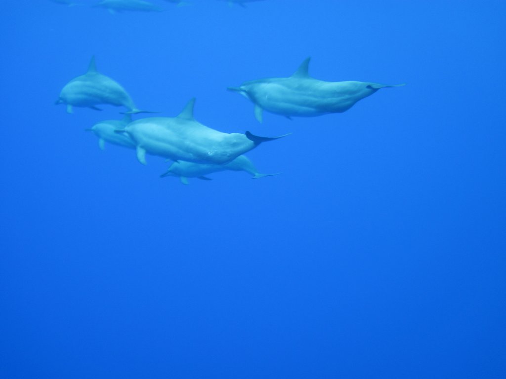 Spinner Dolphins