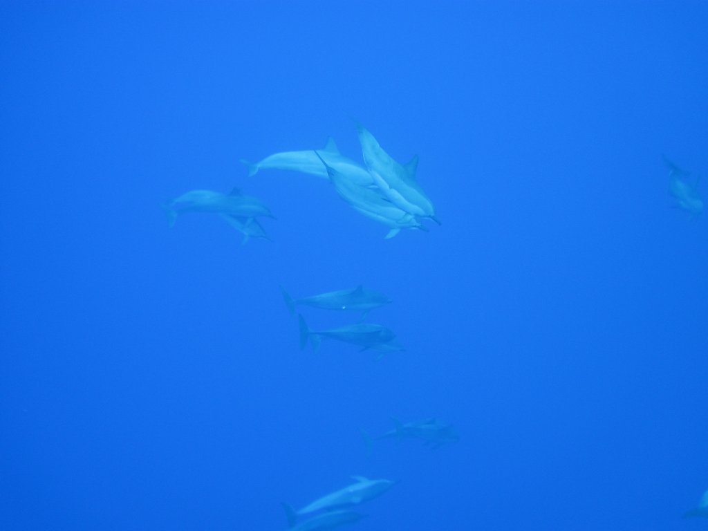 Spinner Dolphins