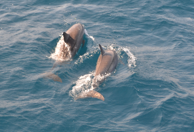 Spinner dolphins
