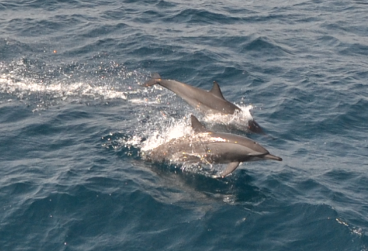 Spinner dolphins
