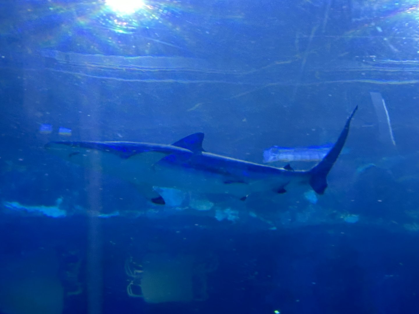 Spinner shark (Carcharhinus brevipinna) at Shark Encounter (2023)