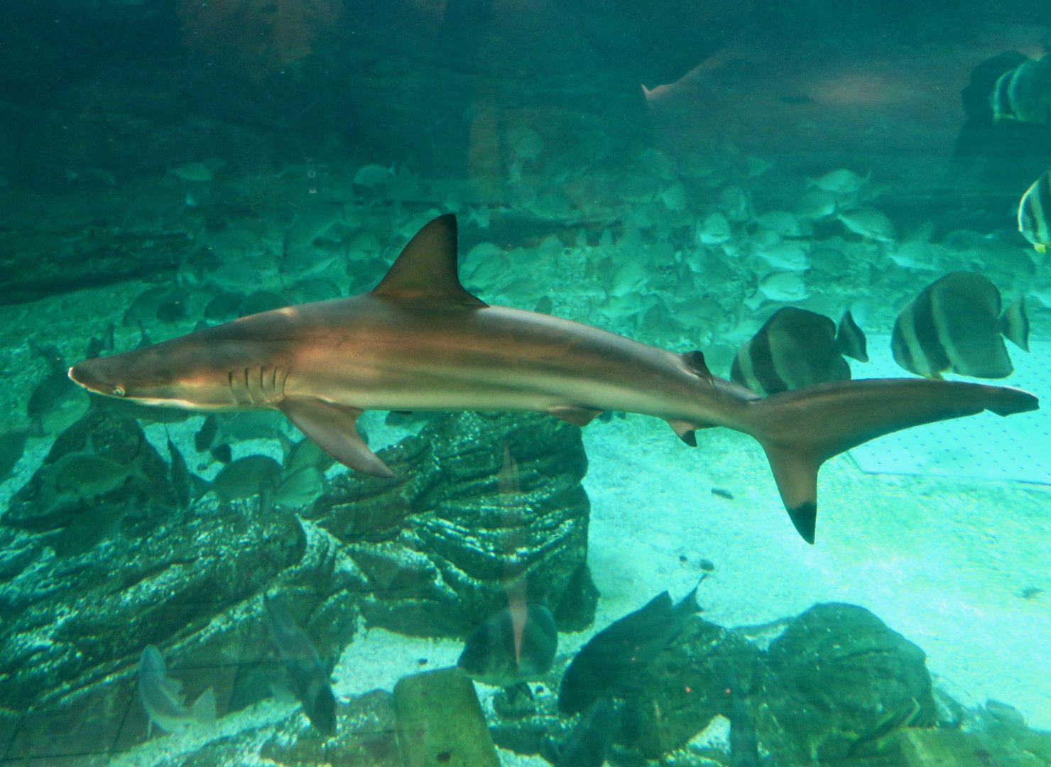 Spinner Shark (Carcharhinus brevipinna)