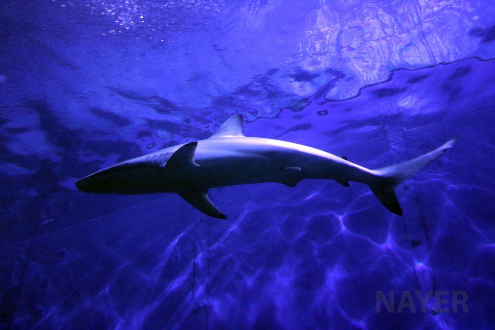 Spinner shark, June 2016