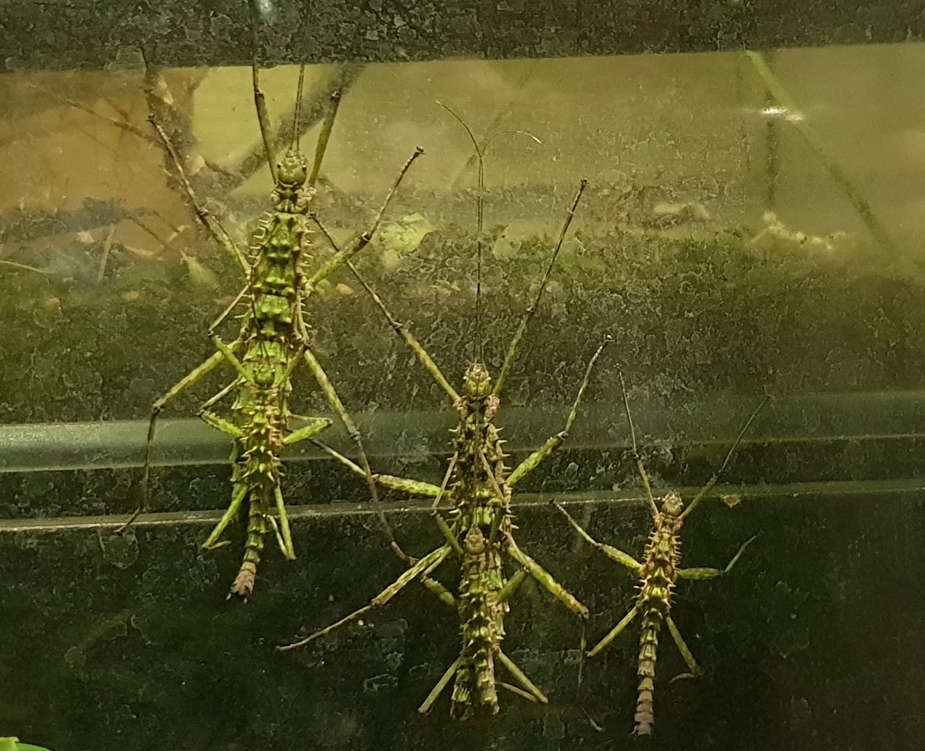 Spinohirasea bengalensi