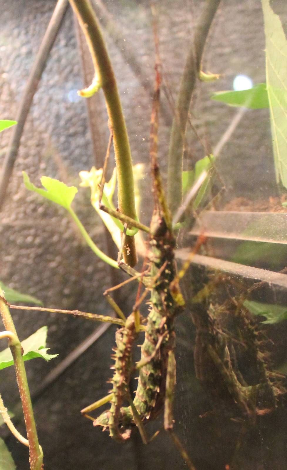 Spinohirasea bengalensis