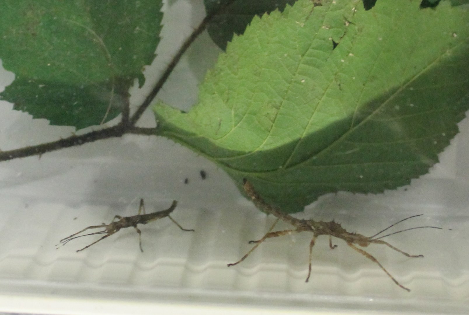 Spinohirasea bengalensis