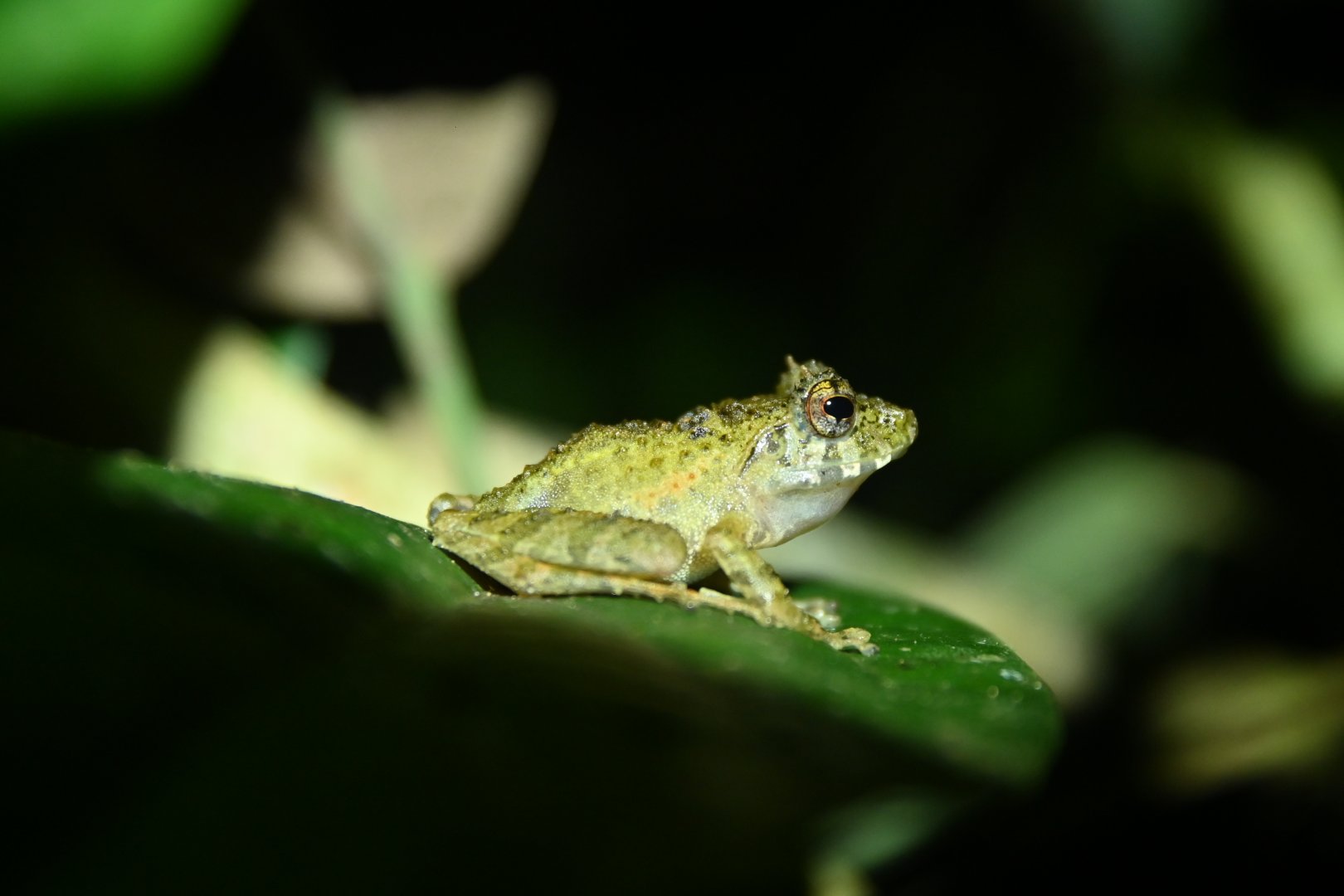 Spinomantis tavaratra