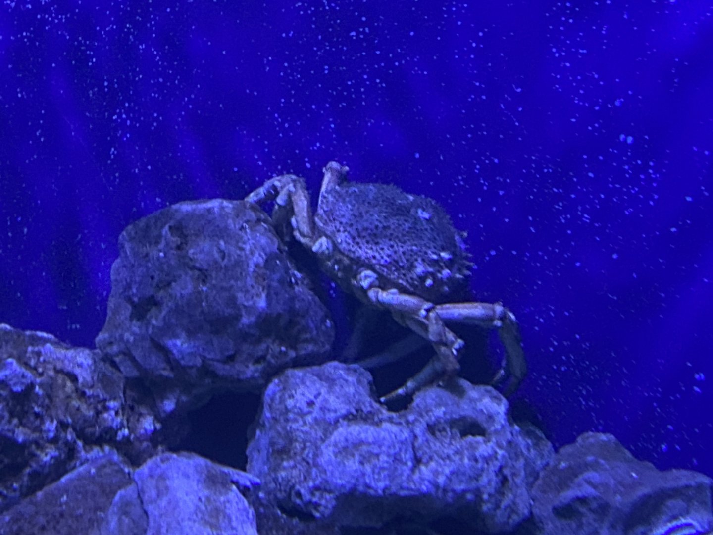 Spinous spider crab
