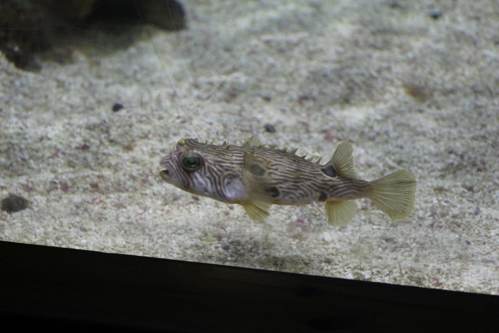 Spiny Box Puffer