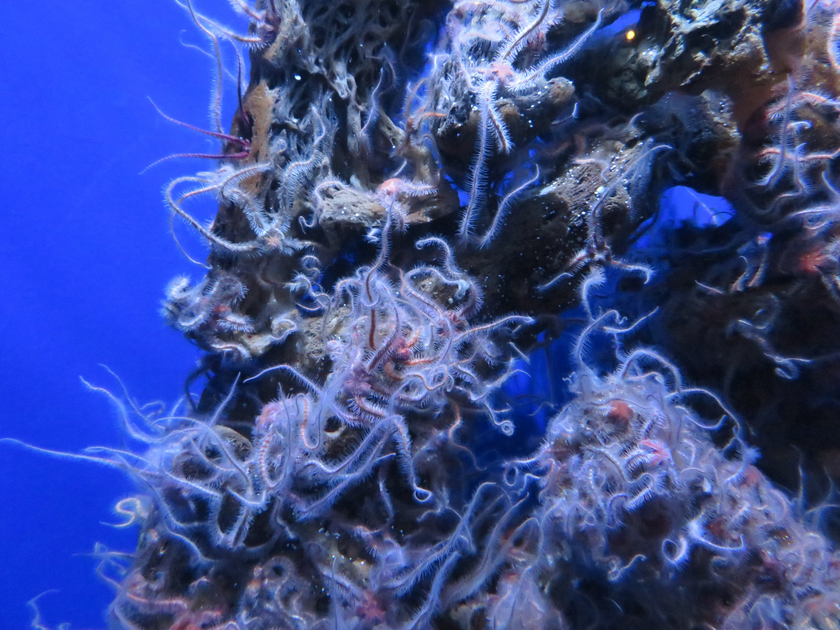 Spiny Brittle Stars