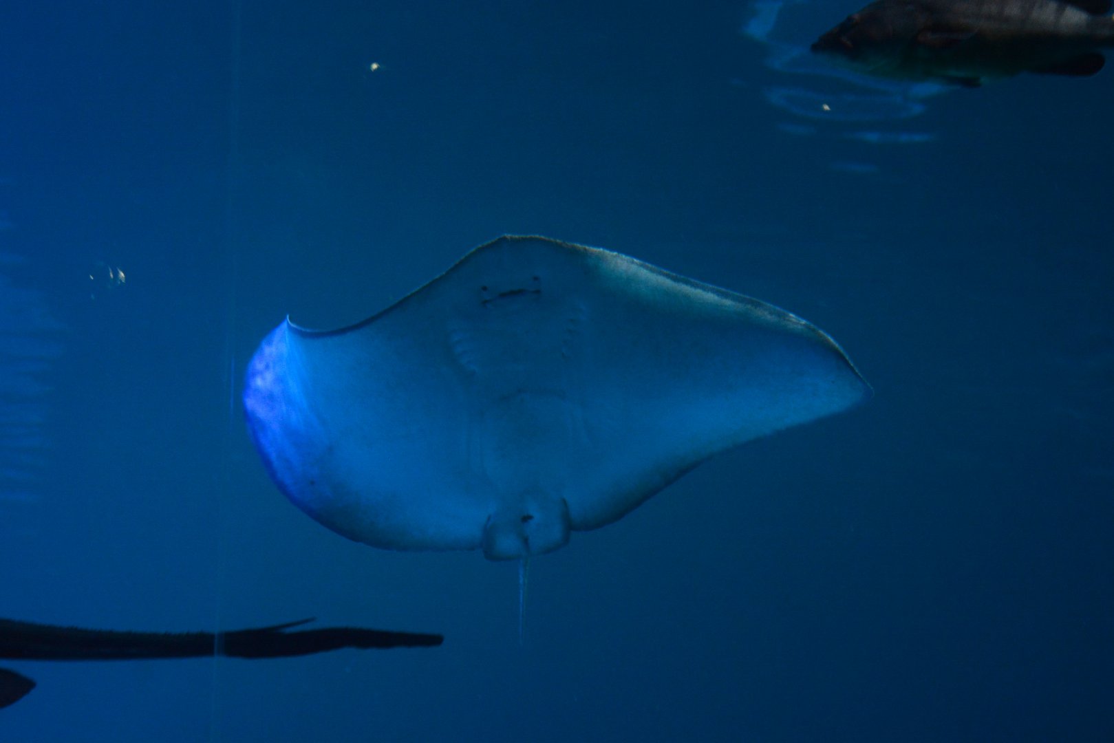 Spiny butterfly ray (Gymnura altavela)