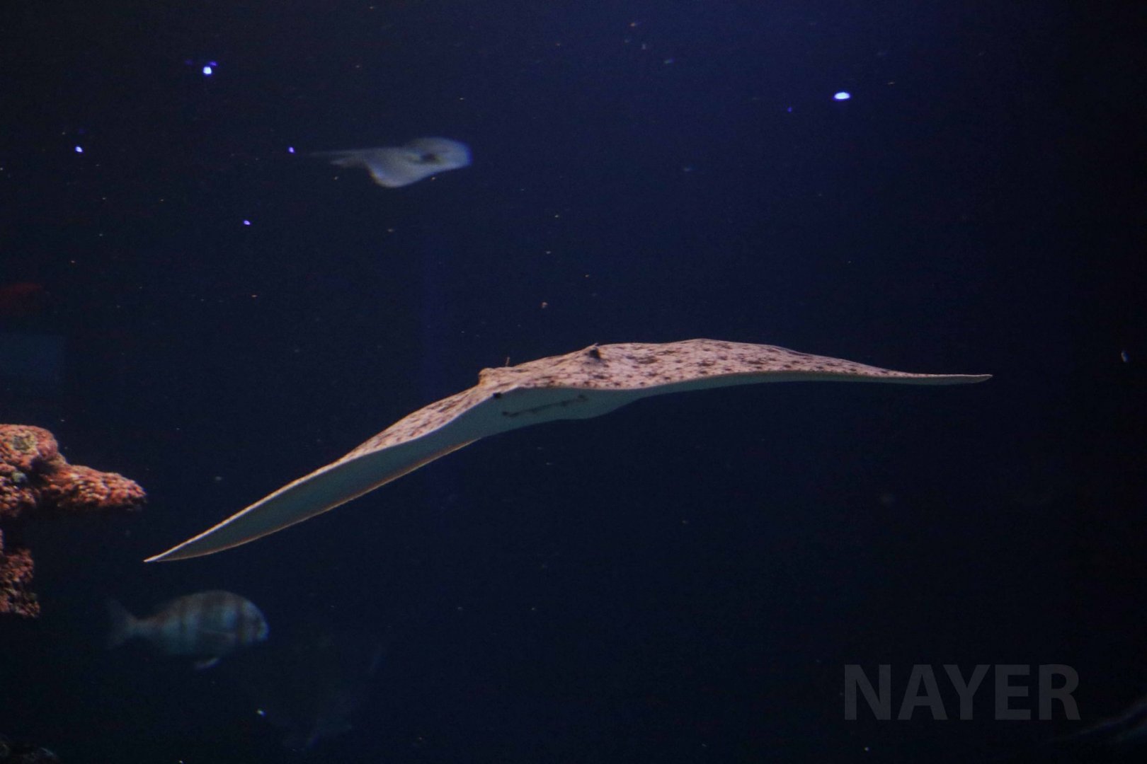 Spiny butterfly ray, March 2018