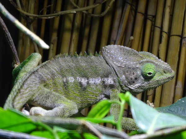 Spiny chameleon  (Furcifer verrucosus)