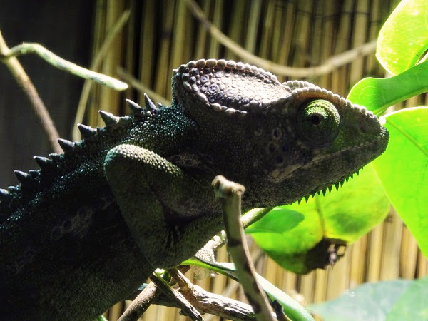 Spiny chameleon  (Furcifer verrucosus)