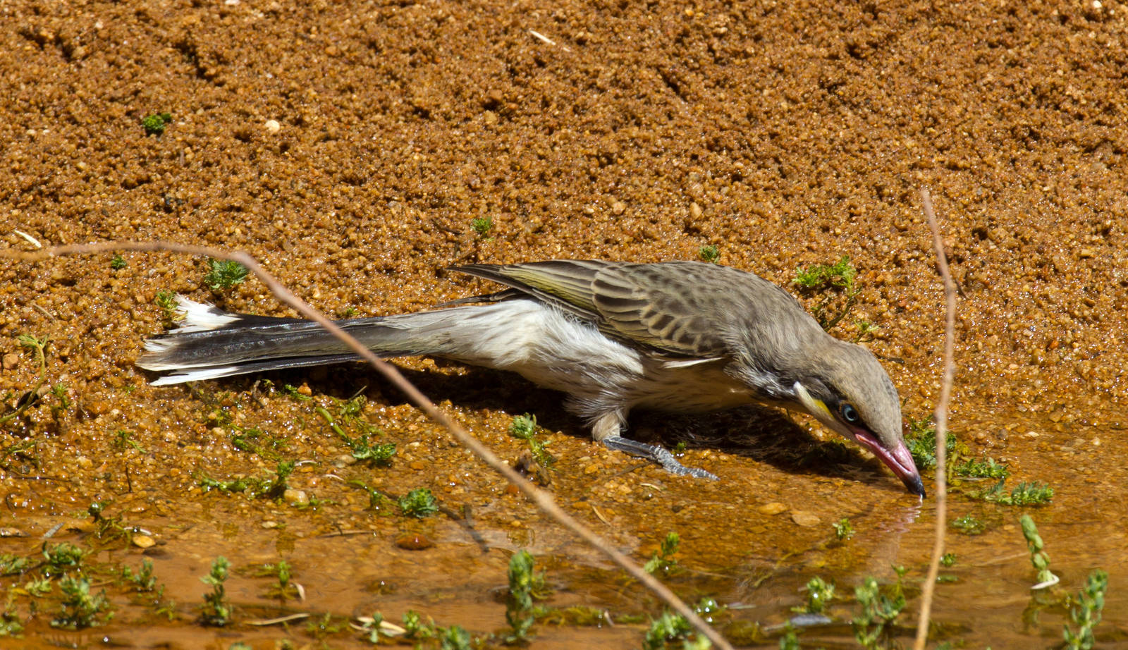 Spiny-cheeked Honeyeater drinking