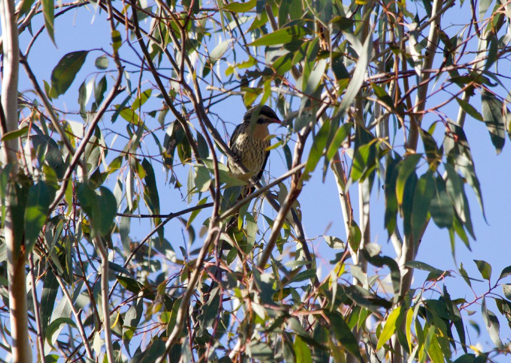 Spiny-cheeked Honeyeater