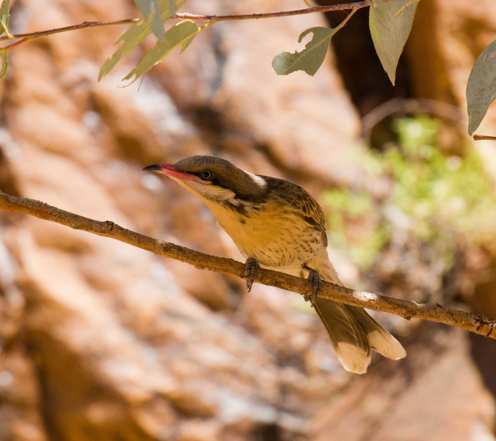 Spiny-cheeked Honeyeater