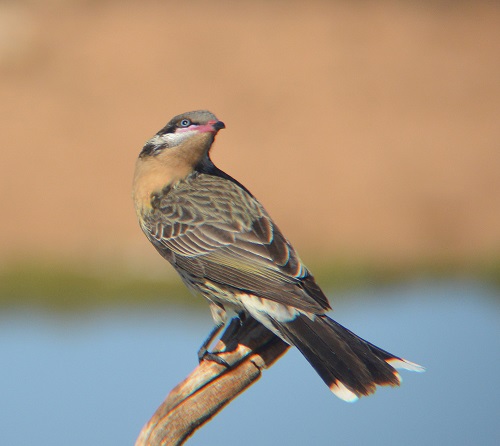 Spiny-cheeked honeyeater