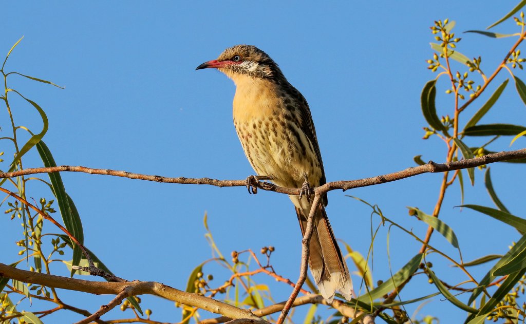Spiny-cheeked Honeyeater