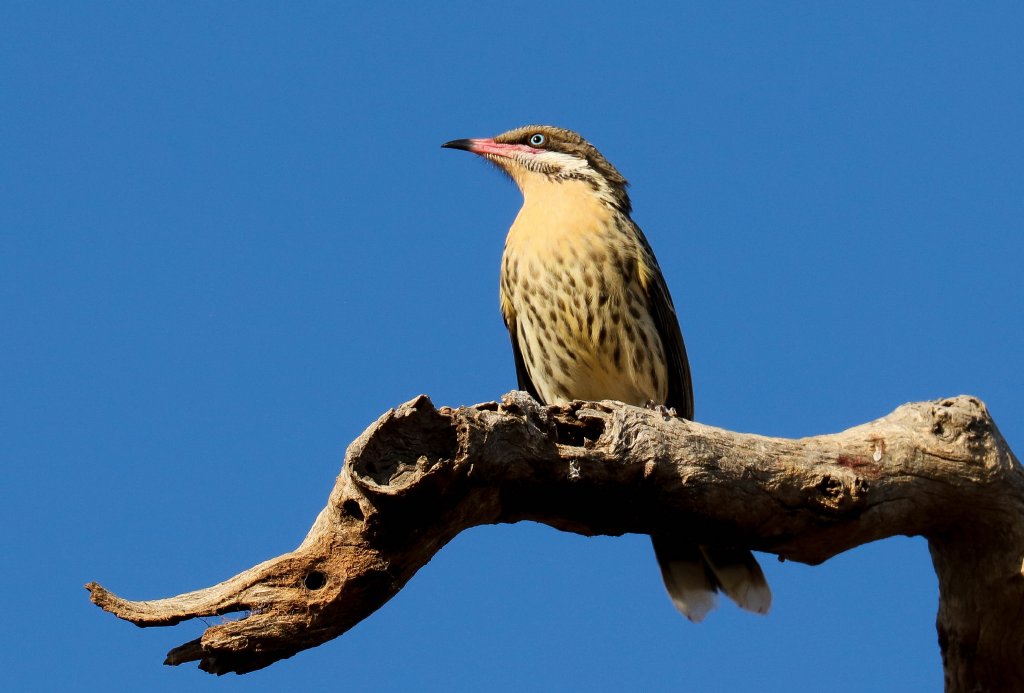 Spiny-cheeked Honeyeater