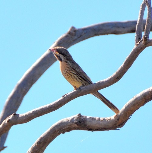 Spiny-cheeked honeyeater